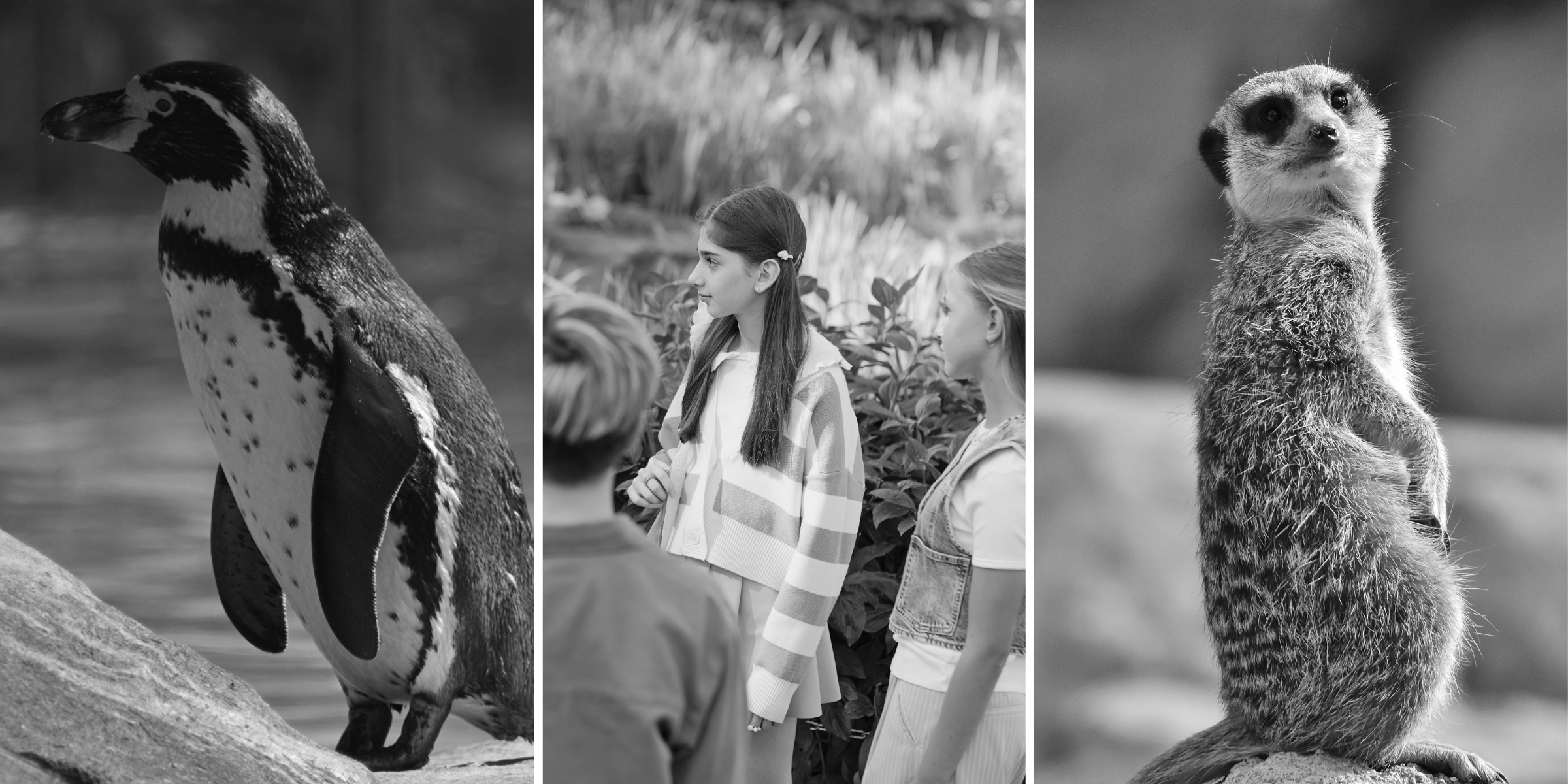 Zoo Tours