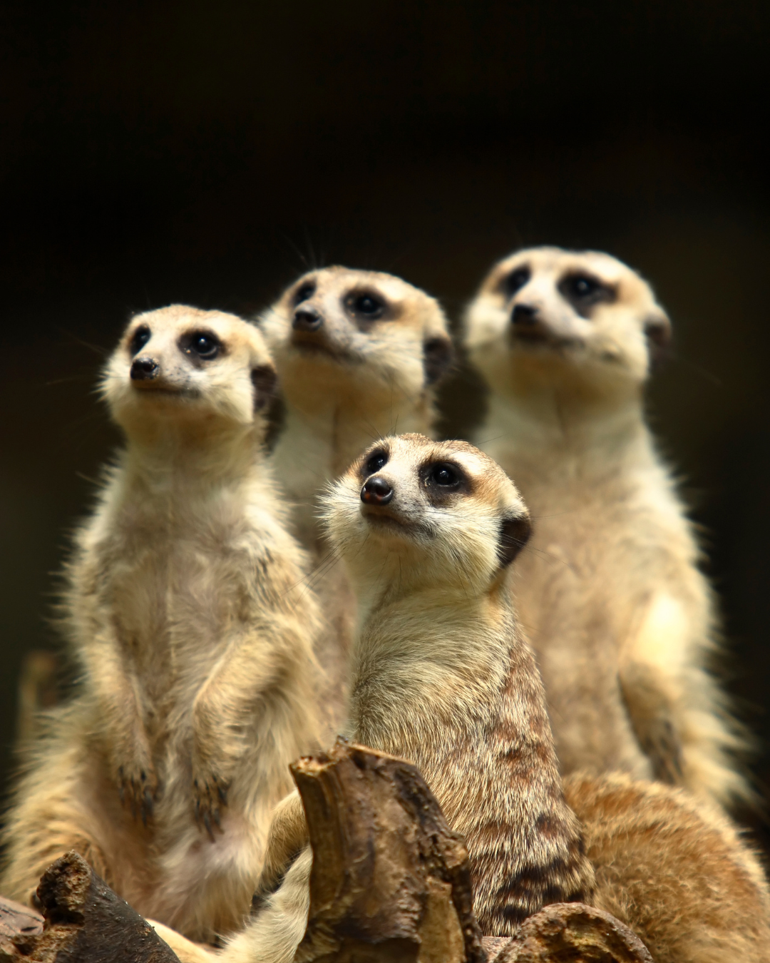 Flexible Solutions for Every Visitor Programme