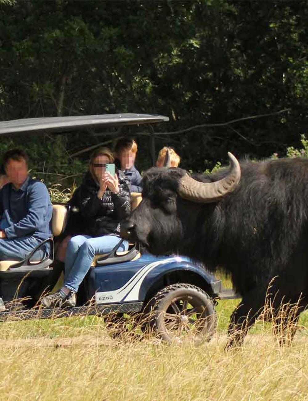 Watatunga Wildlife Tours and Accommodation in Norfolk